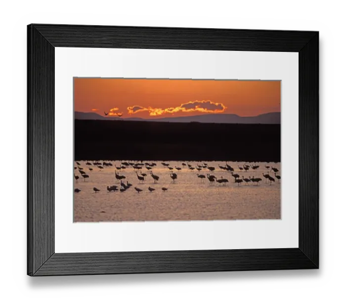 Framed Print : 07. Sandhill Cranes (Grus canadensis). Platte River, NE
