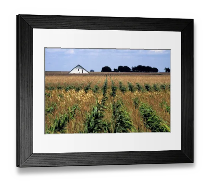 Framed Print : USA, Nebraska, Morrill County. Rows of corn sway in the wind in Morrill County, Nebraska Framed Print : USA, Nebraska, Morrill County. Rows of corn sway in the wind in Morrill County, Nebraska