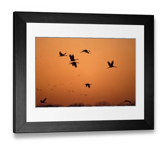 Framed Print : 07. Sandhill Cranes (Grus canadensis). Platte River, NE Framed Print : 07. Sandhill Cranes (Grus canadensis). Platte River, NE