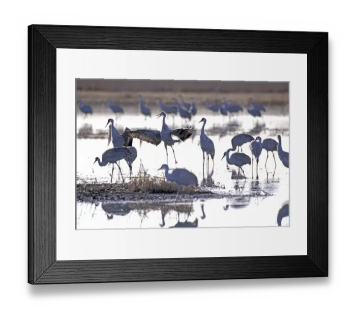Framed Print : 07. Sandhill Cranes (Grus canadensis). Platte River, NE Framed Print : 07. Sandhill Cranes (Grus canadensis). Platte River, NE