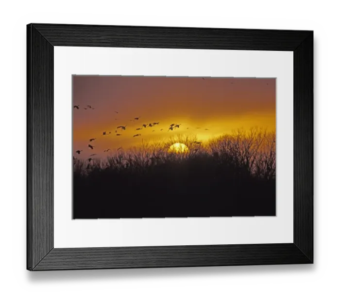 Framed Print : 07. Sandhill Cranes (Grus canadensis). Platte River, NE Framed Print : 07. Sandhill Cranes (Grus canadensis). Platte River, NE