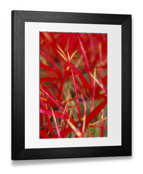 Framed Print : 07. Prickly spine detail of Barrel Cactus