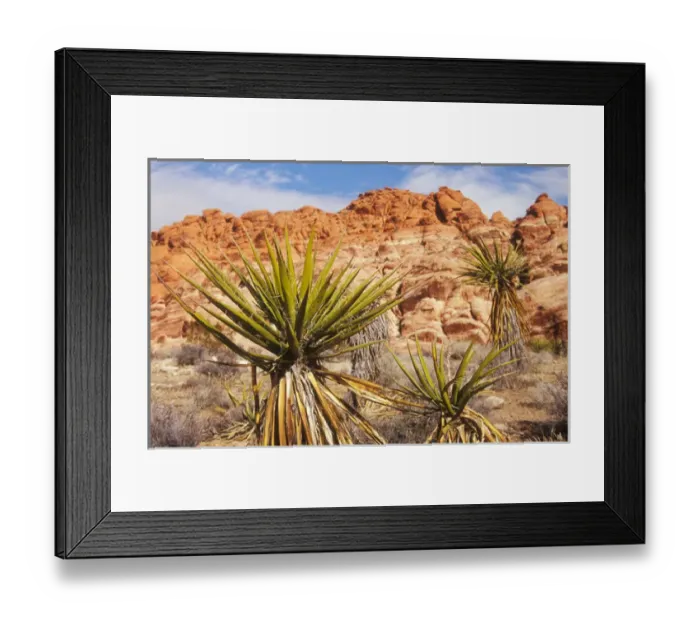 Framed Print : Mojave Yucca with brightly colored rock formations at Red Rock Canyon National Conservation Area