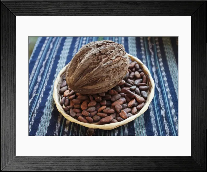 Framed Print : Antigua, Guatemala. Cocoa pod and beans