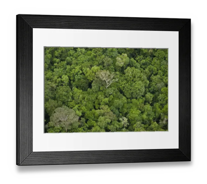 Framed Print : Aerial View of Rainforest Iwokrama Reserve GUYANA South America