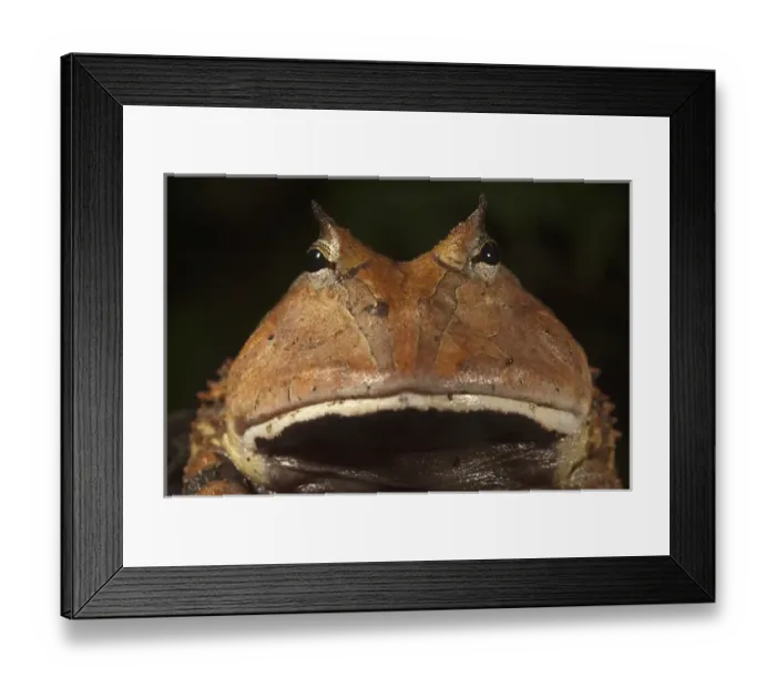 Framed Print : Amazon Horned Frog (Ceratophrys cornuta) Rain Forest Iwokrama Reserve Framed Print : Amazon Horned Frog (Ceratophrys cornuta) Rain Forest Iwokrama Reserve