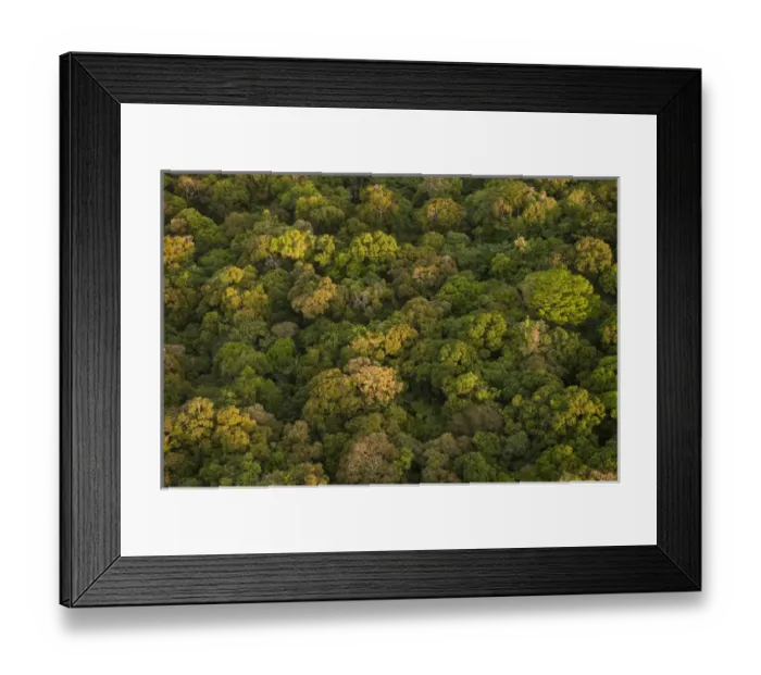 Framed Print : Aerial View of Rainforest Iwokrama Reserve GUYANA South America Framed Print : Aerial View of Rainforest Iwokrama Reserve GUYANA South America