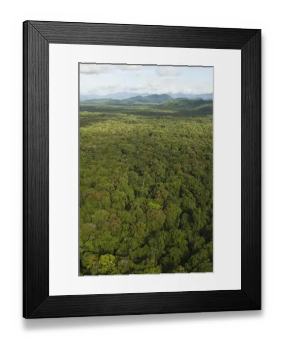 Framed Print : Aerial View of Rainforest Iwokrama Reserve GUYANA South America
