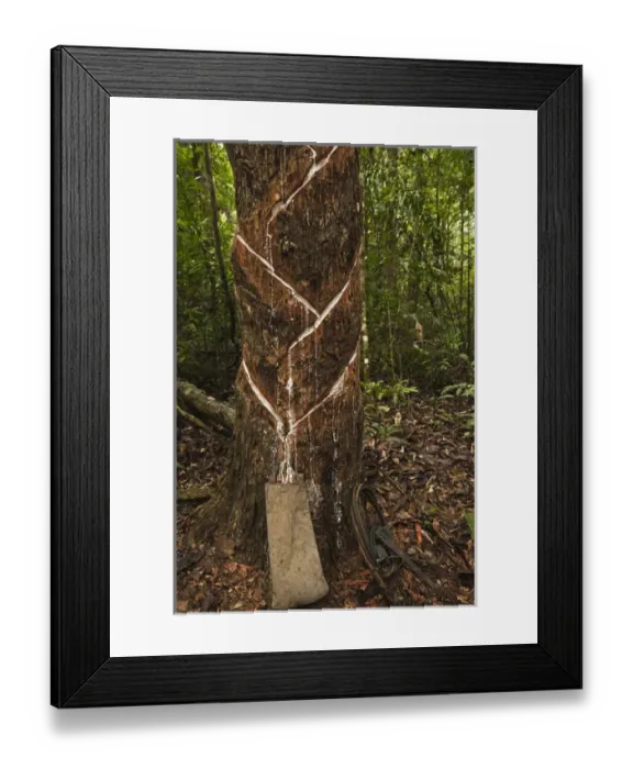 Framed Print : Balata or Bullet Wood Tree being bled for natural latex Katoka Rupununi