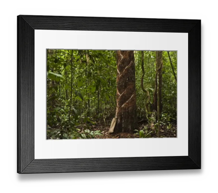 Framed Print : Balata or Bullet Wood Tree being bled for natural latex Katoka Rupununi Framed Print : Balata or Bullet Wood Tree being bled for natural latex Katoka Rupununi