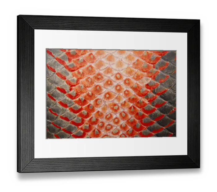 Framed Print : Arapaima (Arapaima gigas) Skin detail. Harvest on quota A South American tropical Framed Print : Arapaima (Arapaima gigas) Skin detail. Harvest on quota A South American tropical