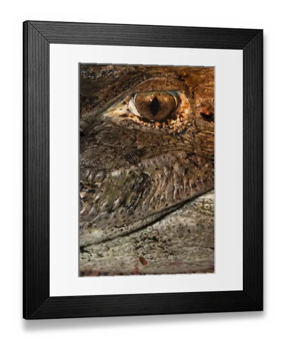 Framed Print : Black Caiman (Melanosuchus niger) detail CAPTIVE Yupukari Rupununi Framed Print : Black Caiman (Melanosuchus niger) detail CAPTIVE Yupukari Rupununi