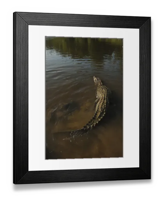 Framed Print : Black Caiman (Melanosuchus niger) Rain Forest Iwokrama Reserve Framed Print : Black Caiman (Melanosuchus niger) Rain Forest Iwokrama Reserve