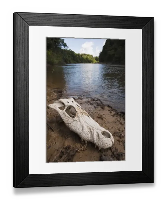 Framed Print : Black Caiman Skull (Melanosuchus niger) Rainforest Rewa River Iwokrama Reserve