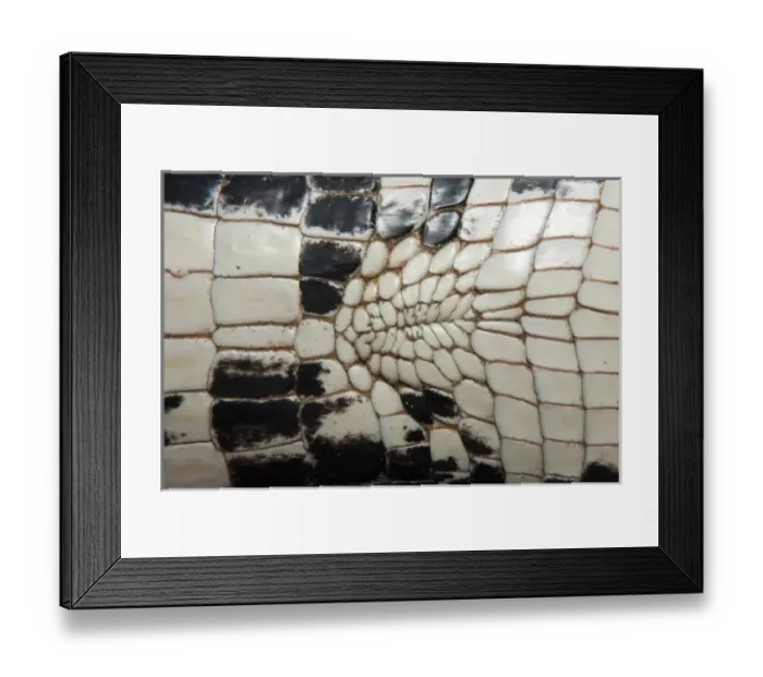 Framed Print : Black Caiman Catching (Melanosuchus niger) Savannah Rupununi GUYANA. South