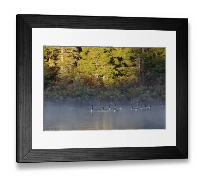 Framed Print : Canada Geese on Lily Pond at sunrise, White Mountain National Forest, New Hampshire Framed Print : Canada Geese on Lily Pond at sunrise, White Mountain National Forest, New Hampshire