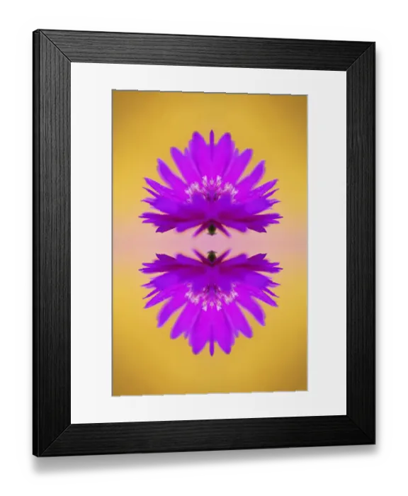 Framed Print : Fantasy Aster flower in autumn, New Hampshire Framed Print : Fantasy Aster flower in autumn, New Hampshire