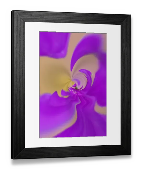 Framed Print : Fantasy Aster flower in autumn, New Hampshire Framed Print : Fantasy Aster flower in autumn, New Hampshire