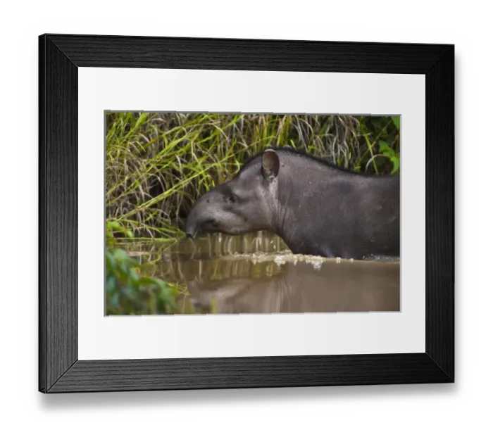 Framed Print : Brazilian Tapir (Tapirus terrestris) Iwokrama Forest Reserve GUYANA