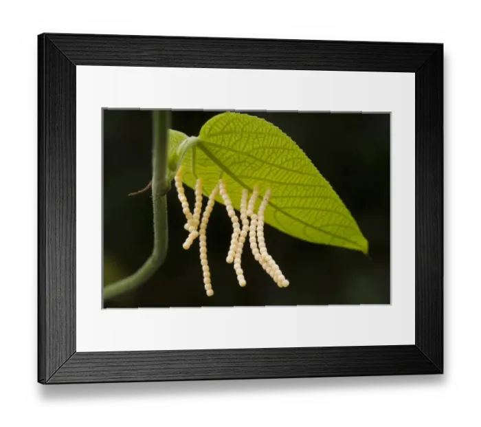 Framed Print : Butterfly Eggs (Hamadryas a. amphiname) under leaf Butterfly farm Framed Print : Butterfly Eggs (Hamadryas a. amphiname) under leaf Butterfly farm