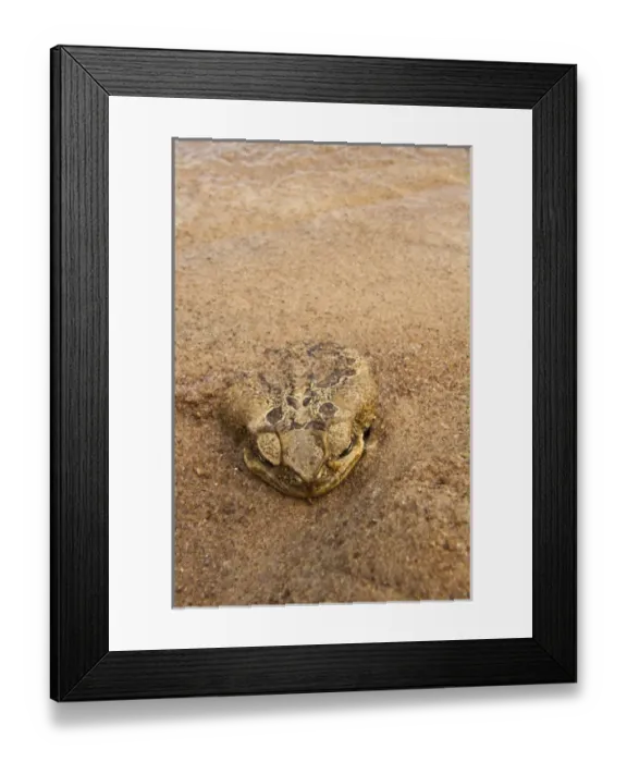 Framed Print : Cane Toad (Rhinella marina) previously Bufo marinus Essequibo River Framed Print : Cane Toad (Rhinella marina) previously Bufo marinus Essequibo River
