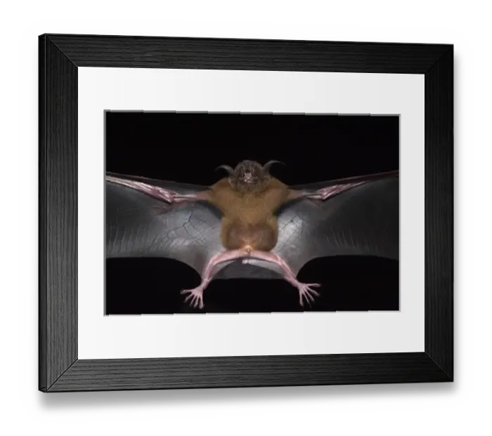 Framed Print : Lesser Bulldog or Fishing Bat (Noctilio albiventris) CAPTIVE Iwokrama Forest Reserve Framed Print : Lesser Bulldog or Fishing Bat (Noctilio albiventris) CAPTIVE Iwokrama Forest Reserve