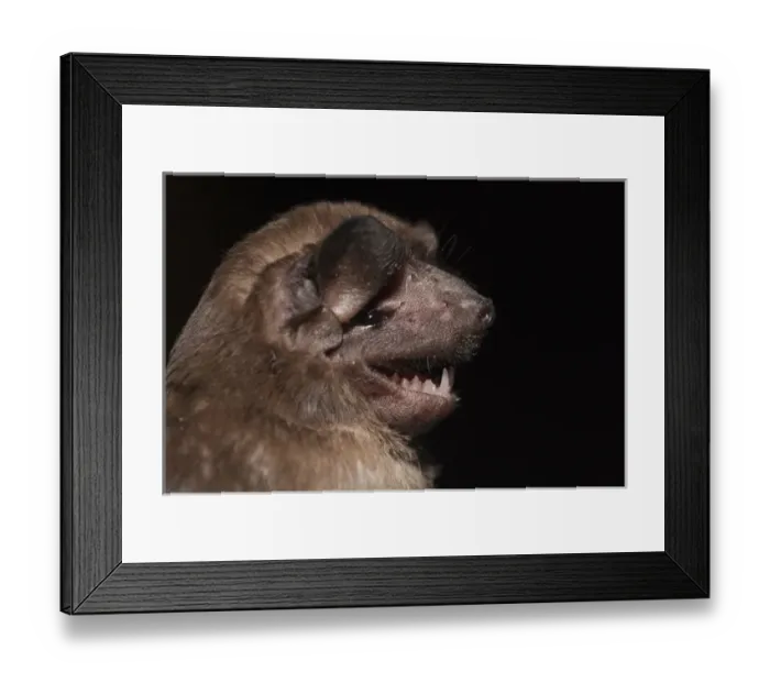 Framed Print : Mastiff Bat (Molossus molossus) CAPTIVE Karanambu Lodge Rupununi Framed Print : Mastiff Bat (Molossus molossus) CAPTIVE Karanambu Lodge Rupununi