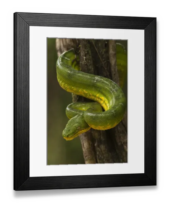 Framed Print : Emerald Tree Boa (Corallus caninus) Rain Forest Iwokrama Reserve Framed Print : Emerald Tree Boa (Corallus caninus) Rain Forest Iwokrama Reserve