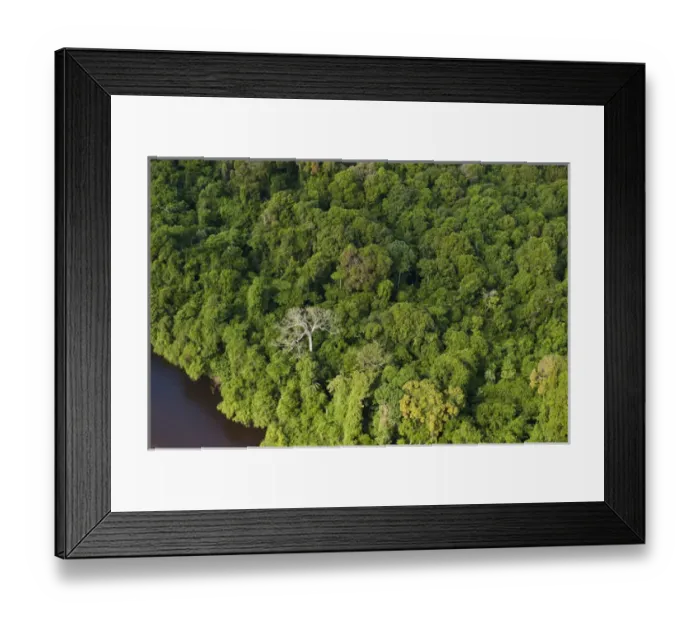 Framed Print : Essequibo River Longest river in Guyana, and the largest river between the Orinoco and Amazon Framed Print : Essequibo River Longest river in Guyana, and the largest river between the Orinoco and Amazon
