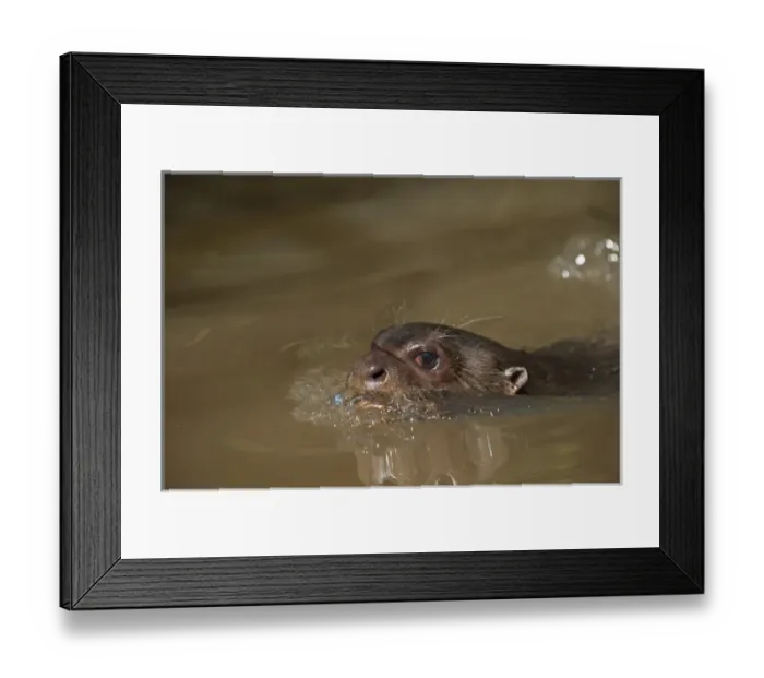 Framed Print : Giant Otter (Pteronura brasiliensis) HABITUATED. Part of Karanambu Otter Trust to Framed Print : Giant Otter (Pteronura brasiliensis) HABITUATED. Part of Karanambu Otter Trust to
