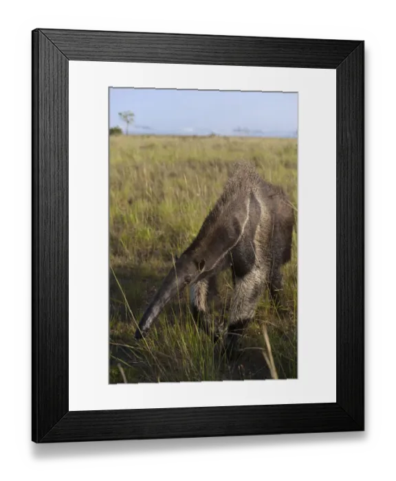 Framed Print : Giant Anteater (Myrmecophaga tridactyla) Savannah Rupununi GUYANA. South America Framed Print : Giant Anteater (Myrmecophaga tridactyla) Savannah Rupununi GUYANA. South America