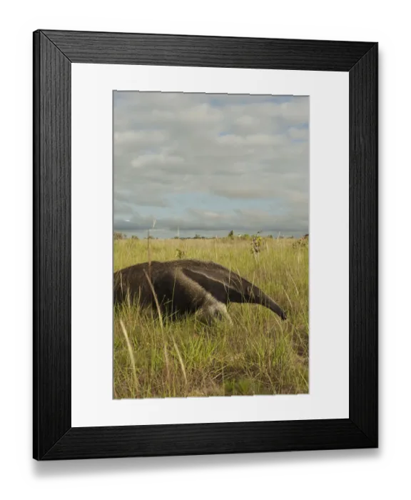 Framed Print : Giant Anteater (Myrmecophaga tridactyla) Savannah Rupununi GUYANA. South America Framed Print : Giant Anteater (Myrmecophaga tridactyla) Savannah Rupununi GUYANA. South America