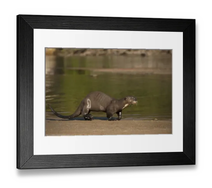 Framed Print : Giant Otter on River Beach (Pteronura brasiliensis) HABITUATED. Part of Karanambu Framed Print : Giant Otter on River Beach (Pteronura brasiliensis) HABITUATED. Part of Karanambu