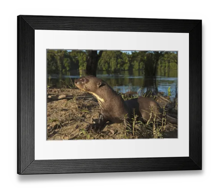 Framed Print : Giant Otter (Pteronura brasiliensis) HABITUATED FROM REHABILITATION CENTER Framed Print : Giant Otter (Pteronura brasiliensis) HABITUATED FROM REHABILITATION CENTER