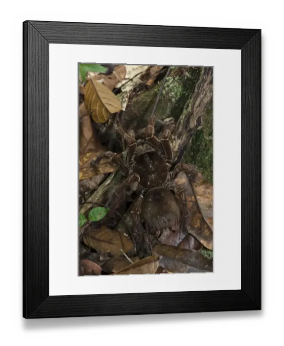 Framed Print : Goliath Bird-eating Tarantula (Theraphosa blondi) LARGEST SPIDER IN THE WORLD Framed Print : Goliath Bird-eating Tarantula (Theraphosa blondi) LARGEST SPIDER IN THE WORLD