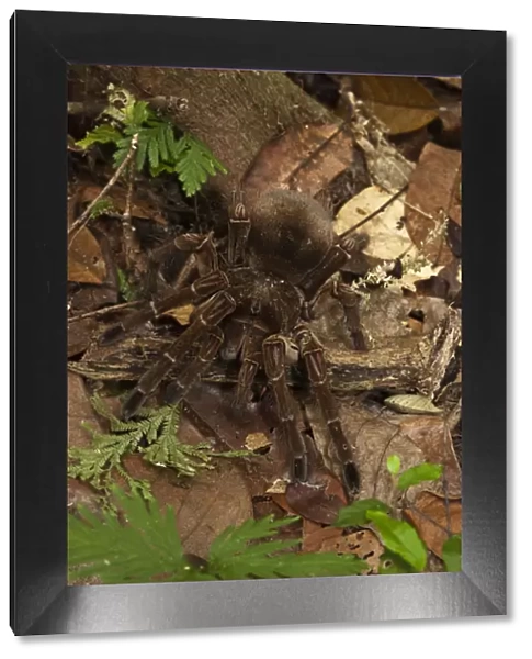 Goliath Bird-eating Tarantula (Theraphosa blondi) LARGEST SPIDER IN THE WORLD
