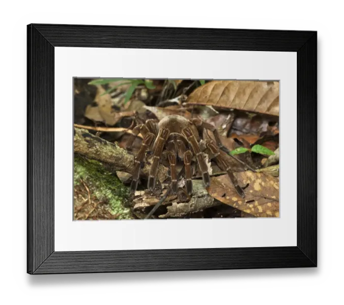Framed Print : Goliath Bird-eating Tarantula (Theraphosa blondi) LARGEST SPIDER IN THE WORLD Framed Print : Goliath Bird-eating Tarantula (Theraphosa blondi) LARGEST SPIDER IN THE WORLD