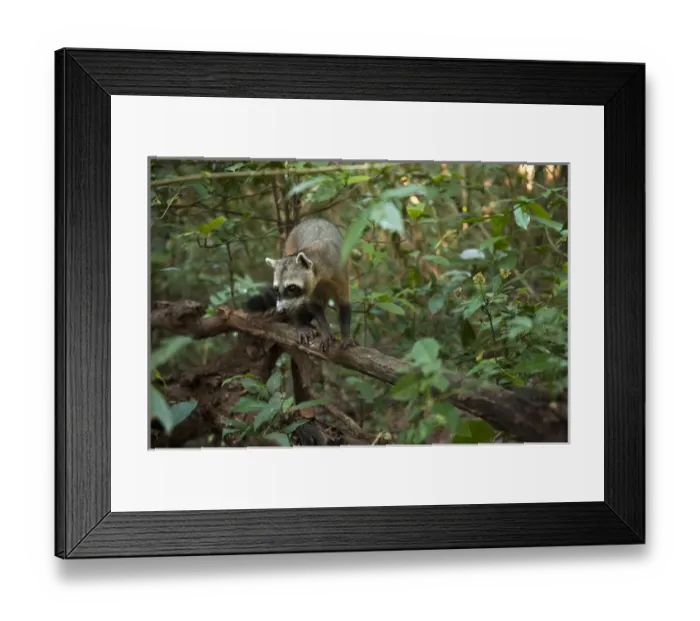 Framed Print : Crab-eating Raccoon (Procyon cancrivorus) HABITUATED Savannah Rupununi