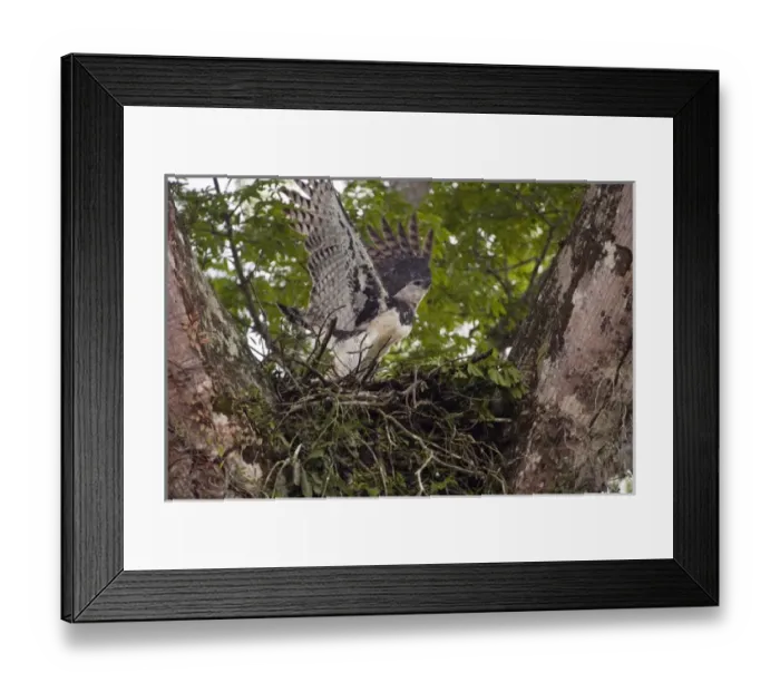 Framed Print : Harpy Eagle (Harpia harpyja) Savannah Rupununi GUYANA. South America Framed Print : Harpy Eagle (Harpia harpyja) Savannah Rupununi GUYANA. South America