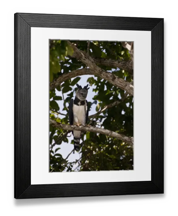 Framed Print : Harpy Eagle (Harpia harpyja) Rainforest Rewa River GUYANA. South America Framed Print : Harpy Eagle (Harpia harpyja) Rainforest Rewa River GUYANA. South America