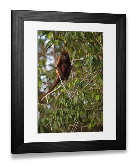 Framed Print : Guianan Red howler monkey (Alouatta macconnelli) GUYANA South America
