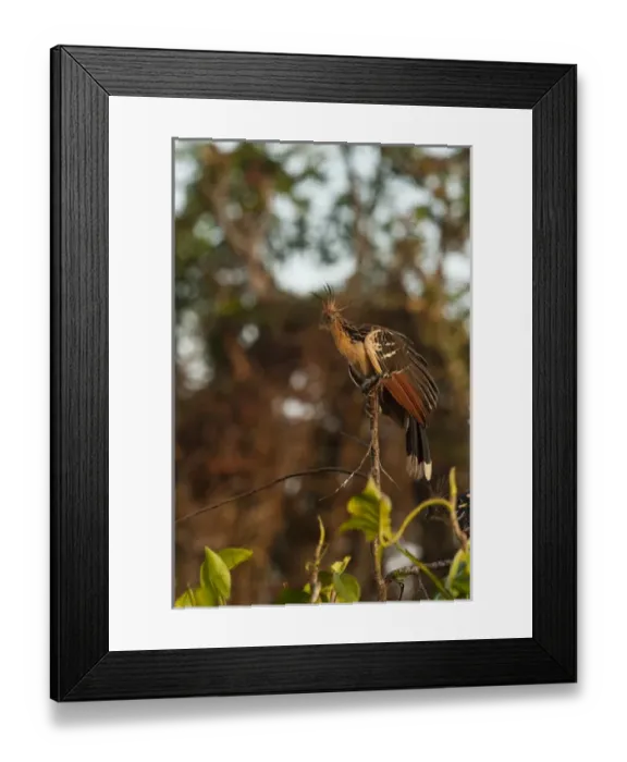 Framed Print : Hoatzin (Opisthocomus hoazin) Savannah, Rupununi GUYANA South America Framed Print : Hoatzin (Opisthocomus hoazin) Savannah, Rupununi GUYANA South America