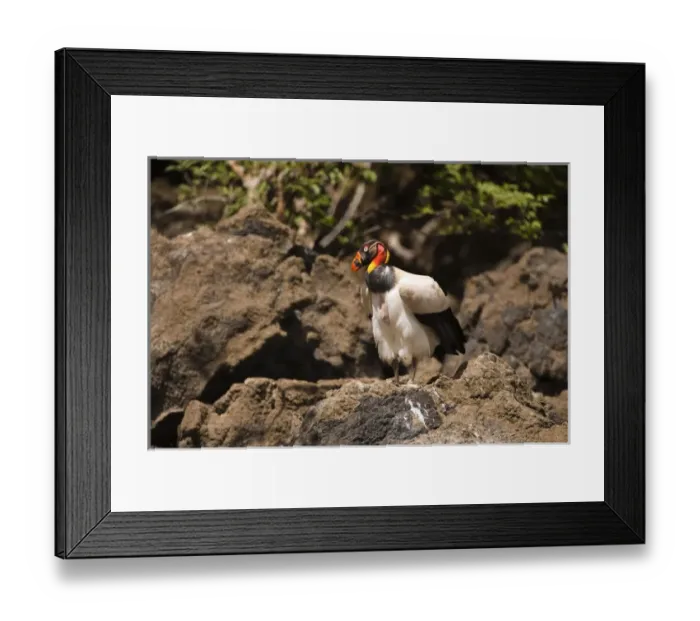 Framed Print : King Vulture (Sarcoramphus papa) Rainforest Rewa River GUYANA. South America Framed Print : King Vulture (Sarcoramphus papa) Rainforest Rewa River GUYANA. South America