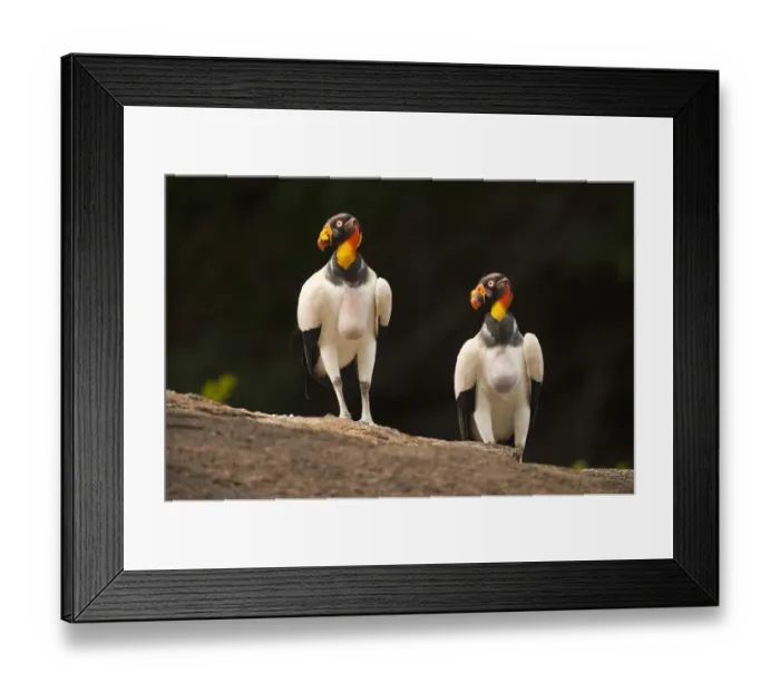 Framed Print : King Vulture (Sarcoramphus papa) Rainforest Rewa River GUYANA. South America Framed Print : King Vulture (Sarcoramphus papa) Rainforest Rewa River GUYANA. South America