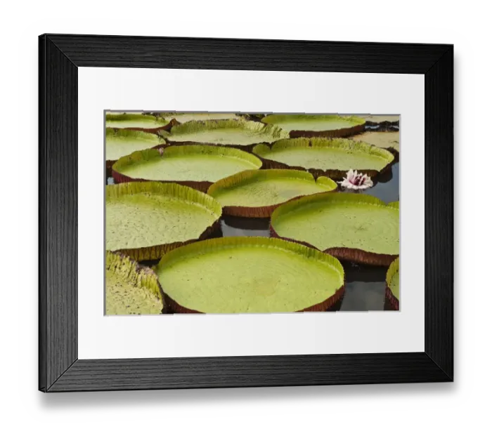 Framed Print : Giant Amazon Water Lily (Victoria amazonica) LARGEST LILY Permanent ponds in Savannah Framed Print : Giant Amazon Water Lily (Victoria amazonica) LARGEST LILY Permanent ponds in Savannah