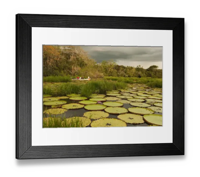 Framed Print : Giant Amazon Water Lily (Victoria amazonica) LARGEST LILY Permanent ponds in Savannah Framed Print : Giant Amazon Water Lily (Victoria amazonica) LARGEST LILY Permanent ponds in Savannah