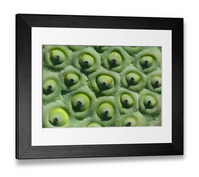 Framed Print : Lotus lilly seed head (Nelumbo nucifera) Savannah Rupununi GUYANA. South