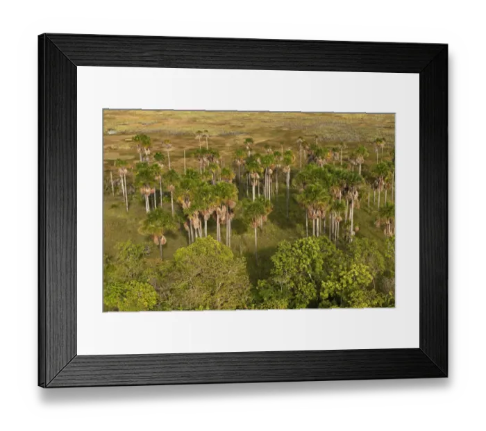 Framed Print : Mauritia Palm (Mauritia flexuosa) Aerial views over Savannah Rupununi Framed Print : Mauritia Palm (Mauritia flexuosa) Aerial views over Savannah Rupununi