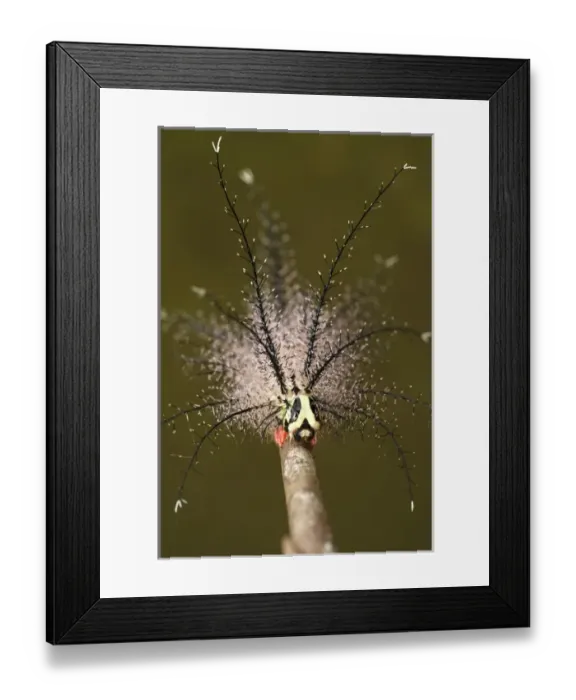 Framed Print : Moth Caterpillar with well deveolped appendages with urticating hairs Framed Print : Moth Caterpillar with well deveolped appendages with urticating hairs