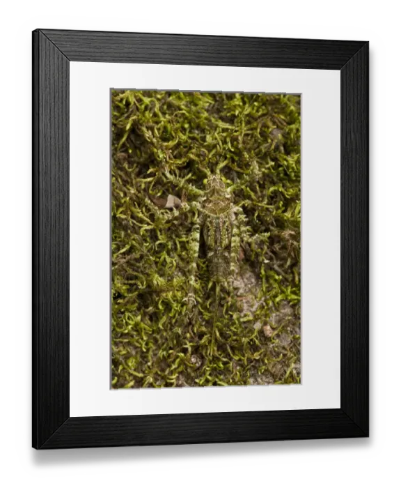 Framed Print : Moss-mimic Katydid (Tettigoniidae) Rewa River Rainforest GUYANA. South Framed Print : Moss-mimic Katydid (Tettigoniidae) Rewa River Rainforest GUYANA. South
